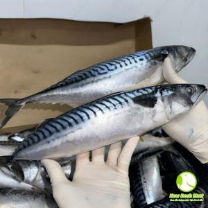 Cá Saba Nauy Nguyên Con