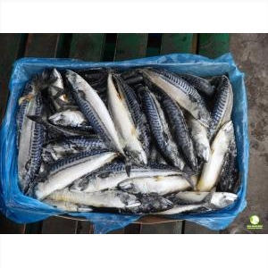 Cá Saba Nauy Nguyên Con