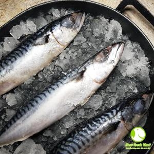 Cá Saba Nauy Nguyên Con