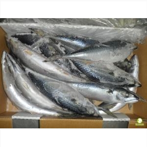 Cá Saba Nauy Nguyên Con