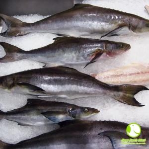 Cá Bớp Nguyên Con Cá Bớp Nguyên Con