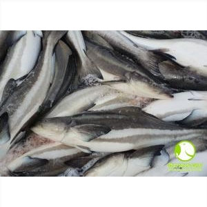 Cá Bớp Nguyên Con Cá Bớp Nguyên Con
