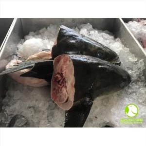 Đầu Cá Bớp Đầu Cá Bớp