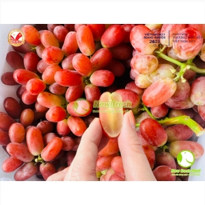 Nho Đỏ Crimson - 500Gr Nho Đỏ Crimson - 500Gr