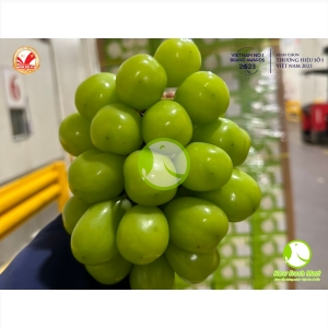 Nho Mẫu Đơn Hộp Quà