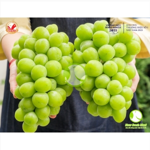 Nho Mẫu Đơn Hàn Quốc Greenvil