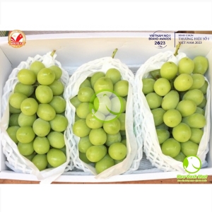 Nho Mẫu Đơn Hàn Quốc Greenvil