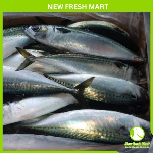 Cá Saba Nhật Nguyên Con