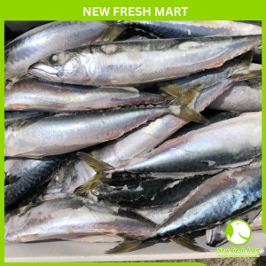 Cá Saba Nhật Nguyên Con