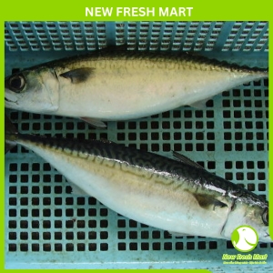 Cá Saba Nhật Nguyên Con