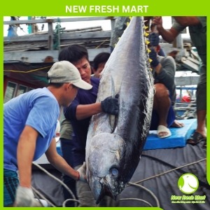 Cá Ngừ Đại Dương Nguyên Con Đông Lạnh