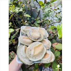 Bào Ngư Úc Viền Xanh New Fresh