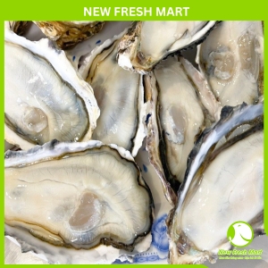 Hàu Nhật New Fresh