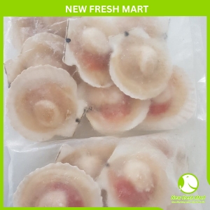 Sò Điệp Nhật Nửa Mảnh Size Nhỏ