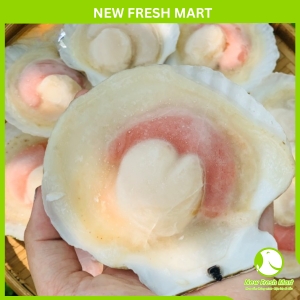 Sò Điệp Nhật Nửa Mảnh Size Nhỏ