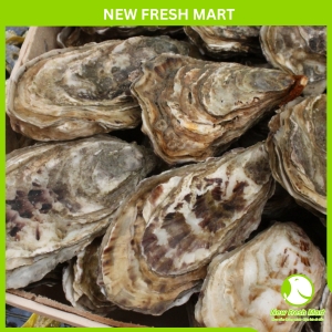 Hàu Nhật Nhập Khẩu