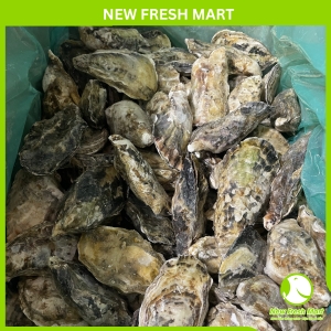 Hàu Nhật Nhập Khẩu