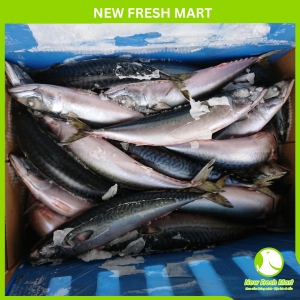 Cá Saba Nhật Nguyên Con New Fresh Cá Saba Nhật Nguyên Con New Fresh