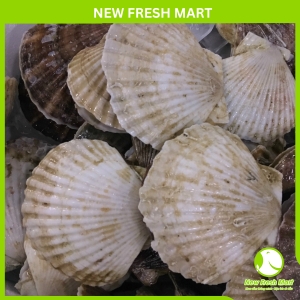 Sò Điệp Nhật Nguyên Vỏ New Fresh