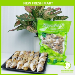 Ốc Bulot Pháp New Fresh
