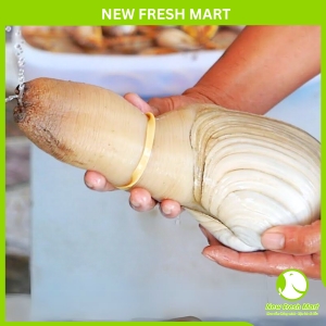 Ốc Vòi Voi Trắng Canada Sống