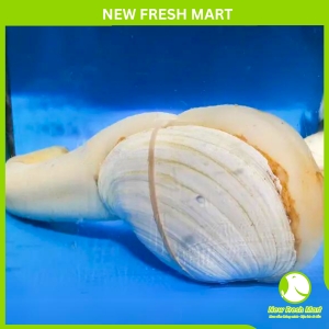 Ốc Vòi Voi Trắng Canada Sống