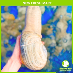 Ốc Vòi Voi Trắng Canada Sống