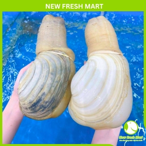 Ốc Vòi Voi Trắng Canada Sống