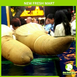 Ốc Vòi Voi Vàng Canada Sống