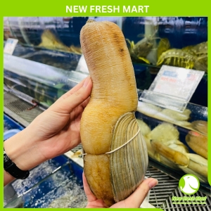 Ốc Vòi Voi Vàng Canada Sống