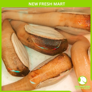 Ốc Vòi Voi Vàng Canada Sống