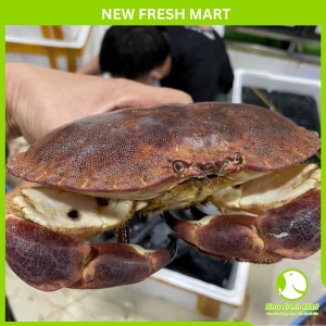 Cua Nâu Nauy Tươi