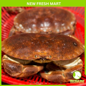 Cua Nâu Nauy Tươi