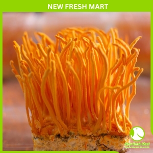 Nấm Đông Trùng Hạ Thảo