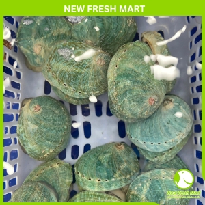 Bào Ngư Ngọc Bích Sống