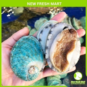 Bào Ngư Ngọc Bích Sống