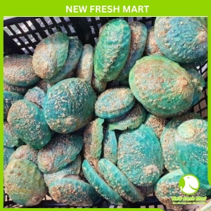 Bào Ngư Ngọc Bích Sống