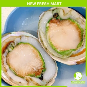 Bào Ngư Úc Viền Xanh Greenlip