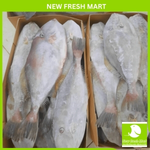 Cá Bò Da Nguyên Con 1Kg Cá Bò Da Nguyên Con 1Kg
