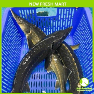 Cá Tầm Nguyên Con Sống