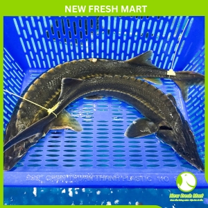 Cá Tầm Nguyên Con Sống