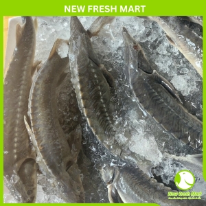 Cá Tầm Nguyên Con Đông Lạnh