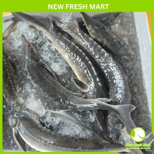 Cá Tầm Nguyên Con Đông Lạnh