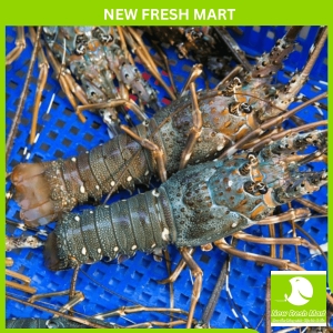 Tôm Hùm Xanh Sống