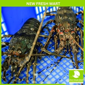 Tôm Hùm Xanh Sống