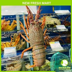 Tôm Hùm Đông Úc Sống