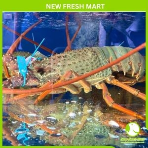 Tôm Hùm Đông Úc Sống