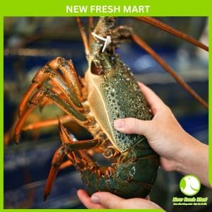 Tôm Hùm Đông Úc Sống