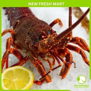 Tôm Hùm Nam Úc Sống