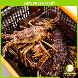 Tôm Hùm Nam Úc Sống